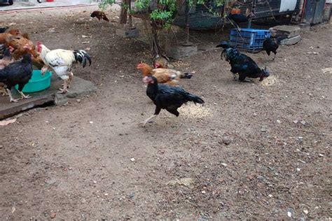 Organic farm | Organic Farming in chennai | Country Chicken farm in Chennai