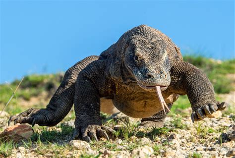 A look at the largest animals in the world