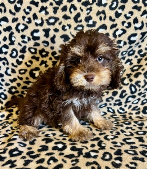 Image result for Adult Male Cockapoo