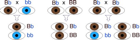 Eye Color Genetics 的图像结果