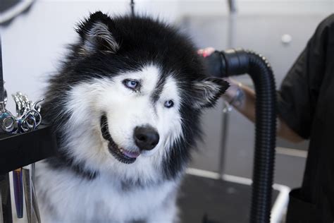 How To Control Husky Dog