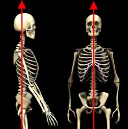Image result for Spinal Alignment