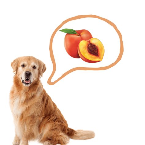 Can Dogs Eat Nectarines? Are Nectarines Safe For Dogs? - Rested Paws