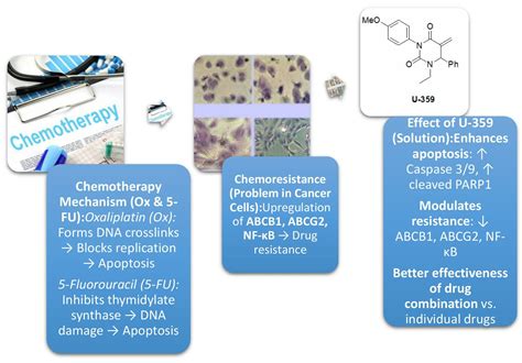 Synergistic Effects of Oxaliplatin, 5-Fluorouracil, and Novel Synthetic Uracil Analog U-359 on ...