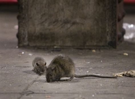 How Big Are New York Rats? New 2025 Data