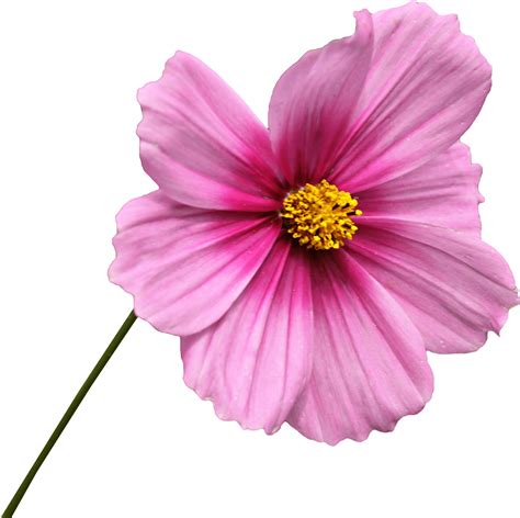 Pink Flower on Stem transparent PNG - StickPNG