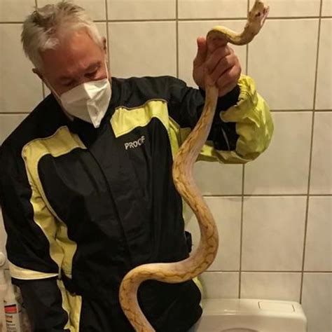 Image result for Python Snake Bite