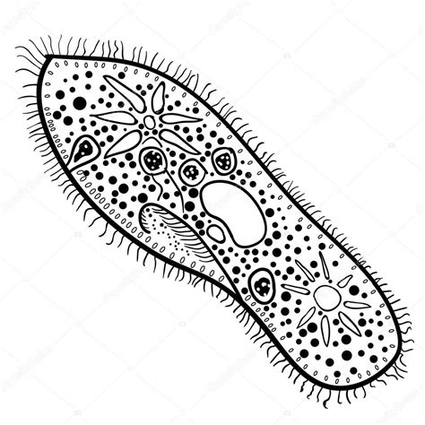 Paramecium of the phylum Ciliophora. Vector 2 Stock Vector Image by ©zozu #72781933