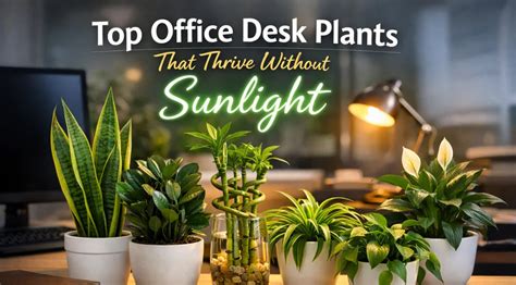Top Office Desk Plants That Thrive Without Sunlight – Bagwani Nursery