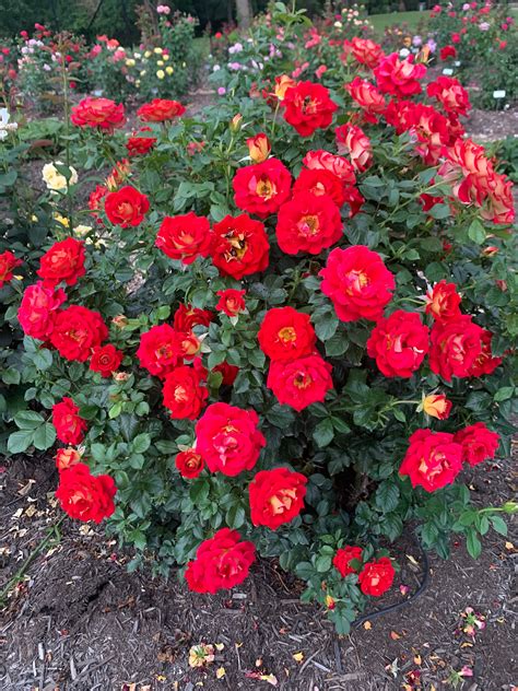 Ketchup and Mustard Floribunda Rose | Shop Roses | Spring Hill