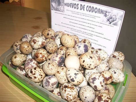Codornices Concordia: Huevo de Codorniz