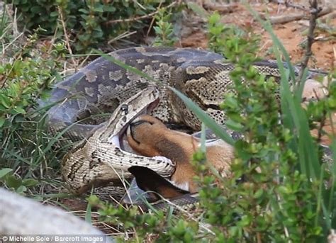 Image result for Python Swallow an Impala Whole