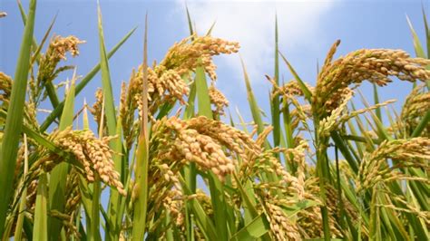 Centre Approves Lifting 4 Lakh Tonnes of Surplus Rice from Odisha