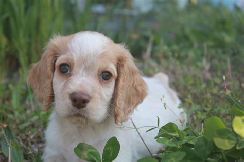 Name my puppy : r/Animal