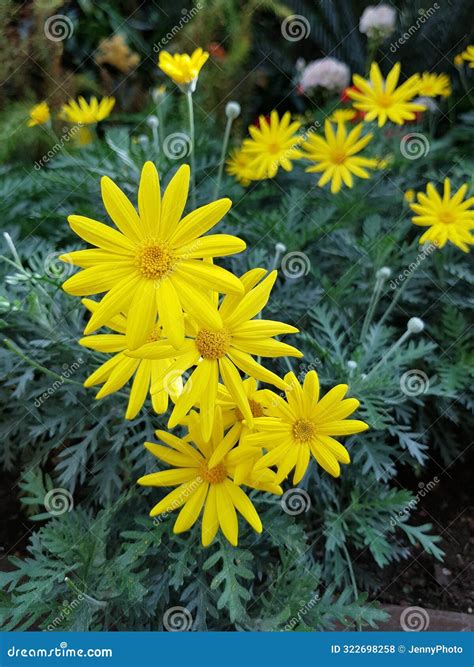 Yellow Cape Daisy Bush with Leaves Background Stock Photo - Image of ...