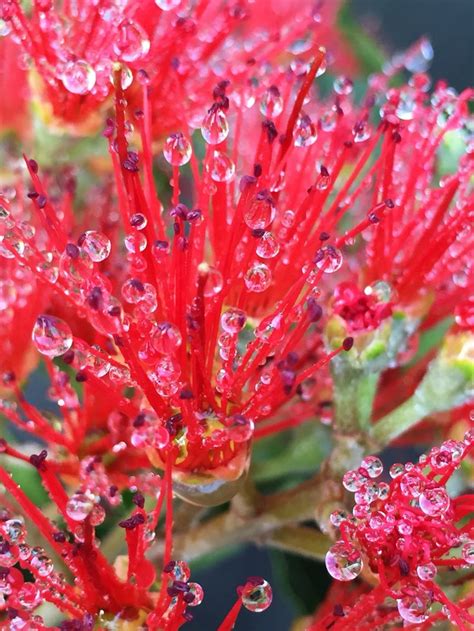 Discover Indigenous Hawaiian Plants:  A Guide to Local Flora