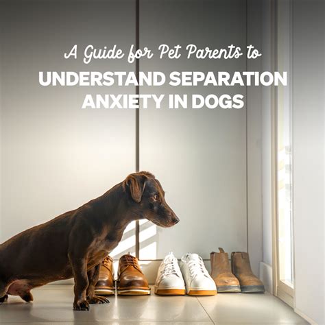 Image result for How to Help Dogs with Separation Anxiety