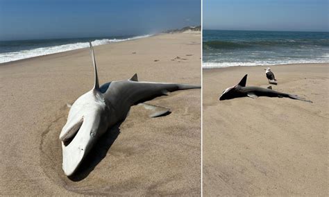 Three huge sharks wash up on busy Hamptons beach in front of shocked ...