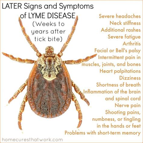 lyme disease without rash