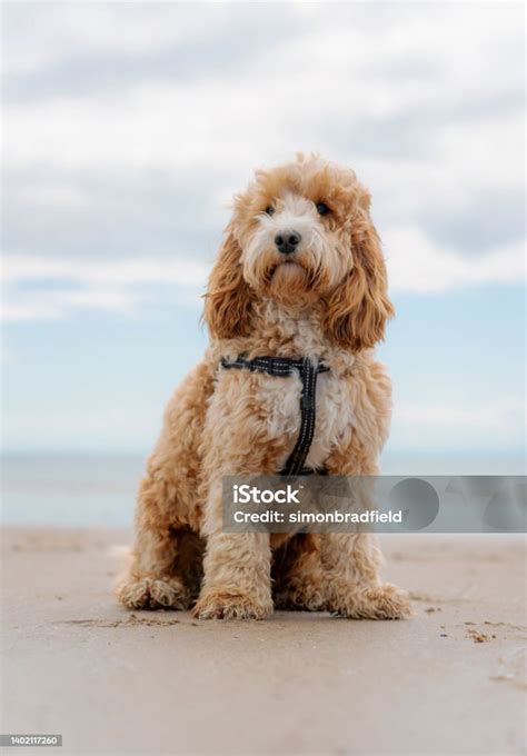 Image result for Cockapoo 1 Year Old