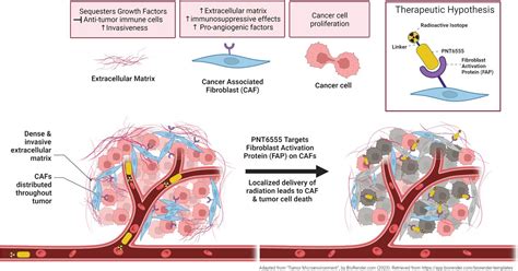 Preclinical Development of PNT6555, a Boronic Acid–Based, Fibroblast ...