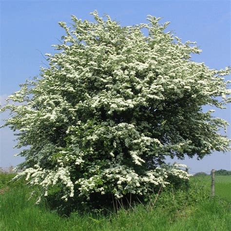 Боярышник однопестичный (Crataegus monogyna),купить боярышник,саженцы ...