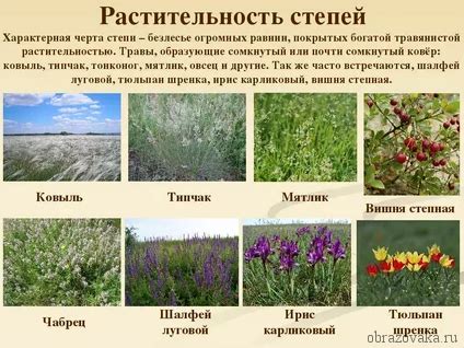 Таблица природные зоны климатические особенности растения и животные