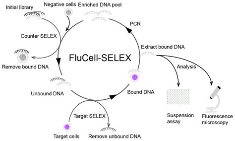 A Polyclonal Selex Aptamer Library Directly Allows Specific Labelling ...