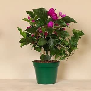 Bougainvillea Indian Flower Live Plant – Popular Desi Kagaz Phool (1 ...