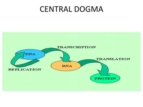 Guide RNA Function 的图像结果