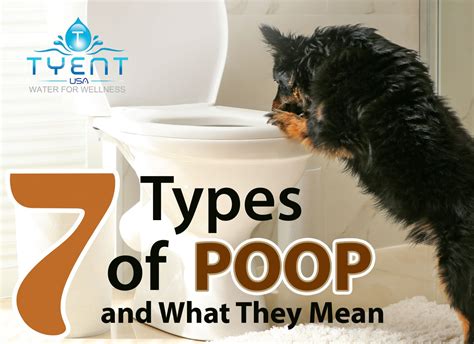 Poop Types 的图像结果