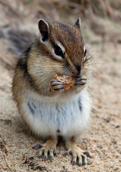 Image result for Digesting Chipmunk