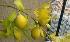 foglie gialle limone vaso limoncino ingiallito perde foglie agrumi 2 foglie gialle limone vaso limoncino ingiallito perde foglie agrumi 2