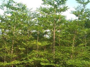 Bismarckia Palm Plant,Conocarpus Plant Manufacturer Exporter from ...