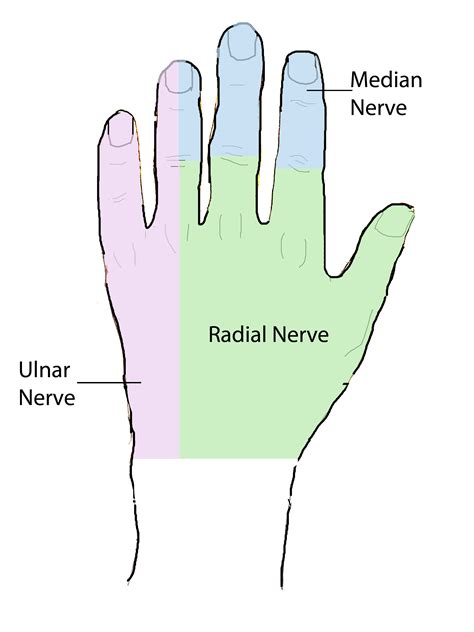 Hand Anatomy Overview | Bones, Blood Supply, Muscles | Geeky Medics