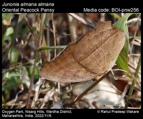 Junonia almana almana | Butterfly