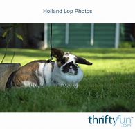 Image result for Holland Lop Characteristics