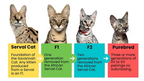 Savannah Cat Savannah Cats For Sale: What You Need To Know Before