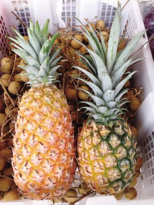 凤梨与菠萝有什么区别？这一篇给你安排明白！_叶子