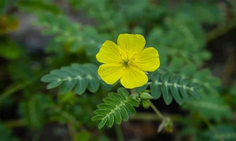 Image result for Tribulus