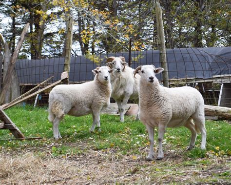 Wiltshire Horn Sheep - The Livestock Conservancy