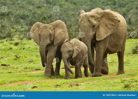 Elephant family stock photo. Image of landscape, conservation - 19027804 - family of elephants