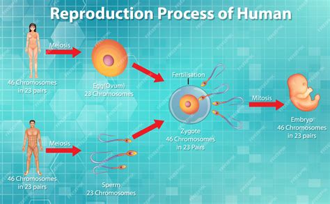 Image result for How Is Reproduction Done in Humans