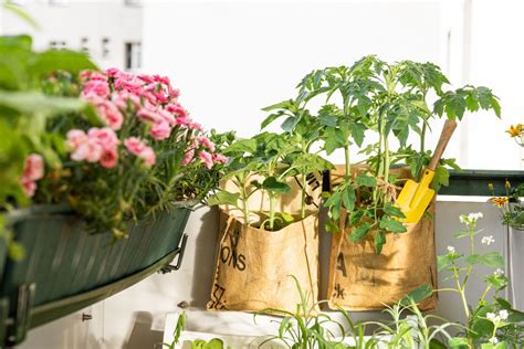 Image result for Types of Plant Containers