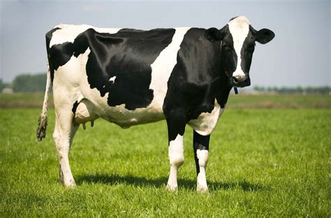 Holstein Cow Holstein Cow Facts | American Dairy Association North