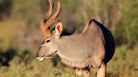 List African Animals With Horns : Oryx Antelope South African Wildlife ...