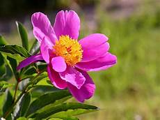 fiori e la bellezza di piante e fiori dimensione suono soft fiori e la bellezza di piante e fiori dimensione suono soft