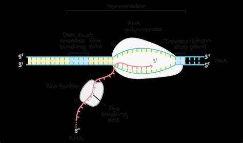 Image result for RNA Sequence Example