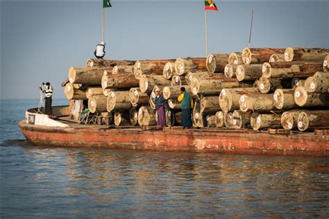 缅甸木材生意能不能做，缅甸交易木材要做什么_行业资讯_木头云