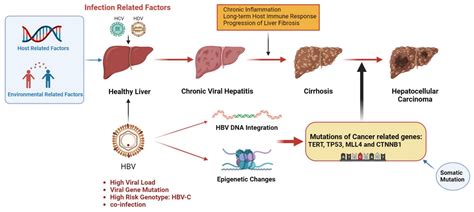 Hepatitis-B-Virus-Induced Hepatocellular Carcinoma | Encyclopedia MDPI